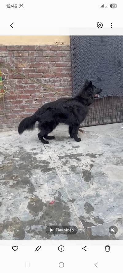 long coat black German Shepherd male open stud
