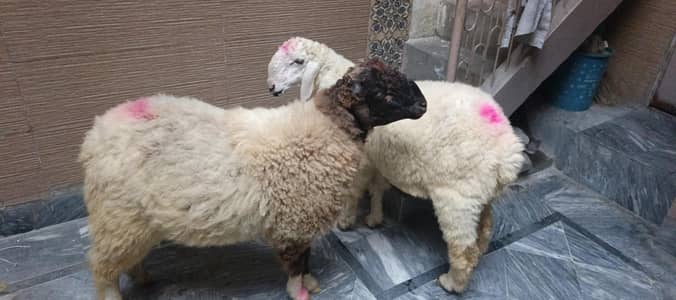 jori for sale age 7 month  abi kheray han 2no