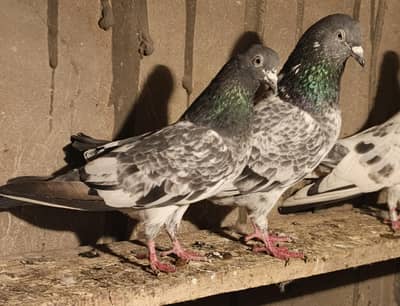 old breeds pathe pathii for sale