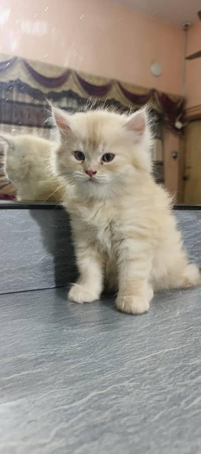 Premium Persian Punch Face Kitten – Triple Coat – Karachi