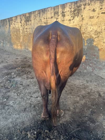 Top class buffaloes for sale(breeding category)