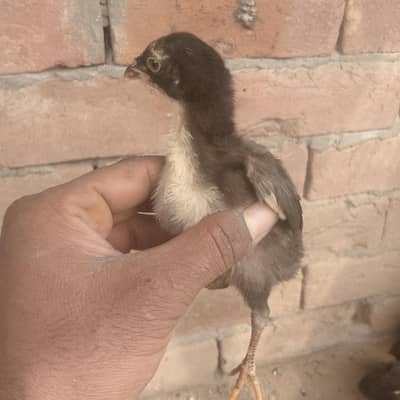 1 month k chiks ha total 9 pis ha acata sale krna ha top quality ka ha