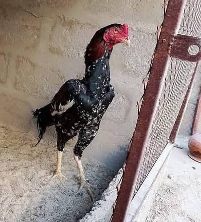 Aseel rampuri murgha