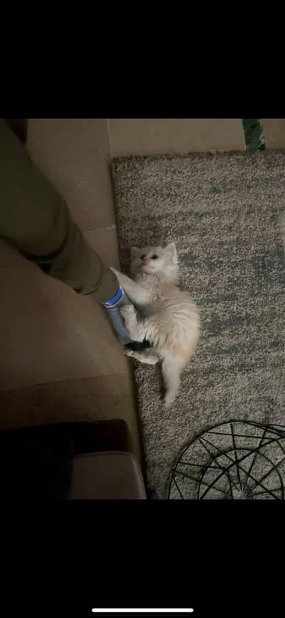 Persian kitten 55days old male