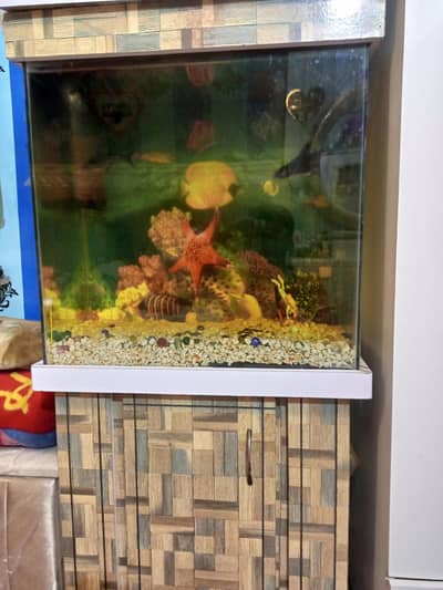 aquarium with fishes blue line shark