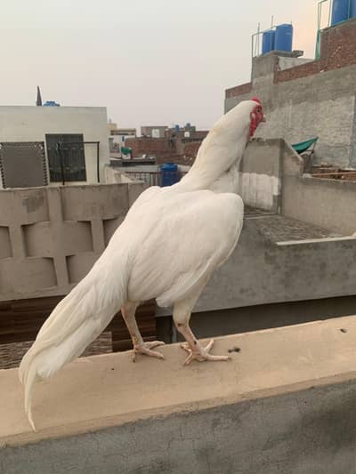 Paper white aseel murga for sale