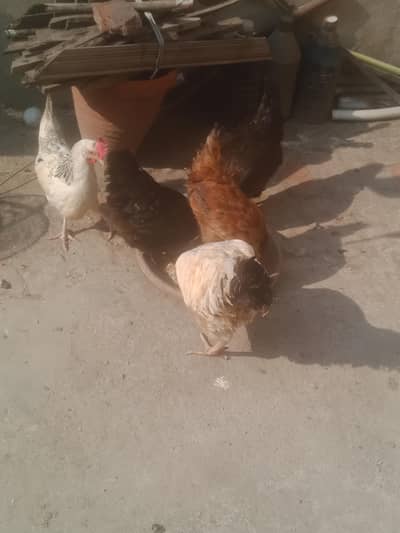 Anda vali 4 murgya munsib price ma