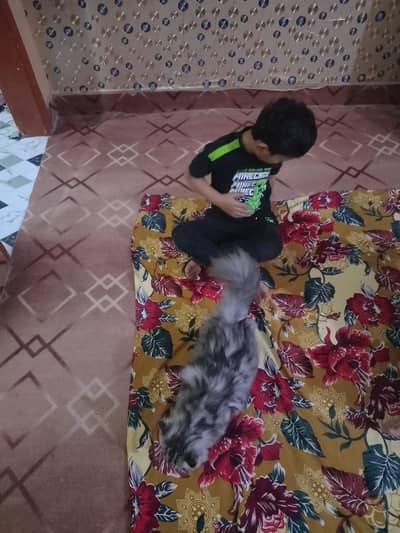 Gray Percian Cat 11 Month