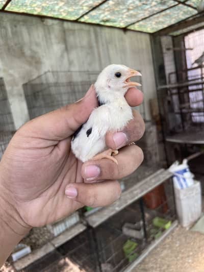 Aseel chiks and breeder pair