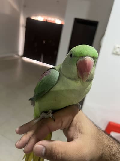 Raw kashmiri parrot