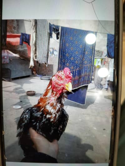 pure mianwali aseel home bread