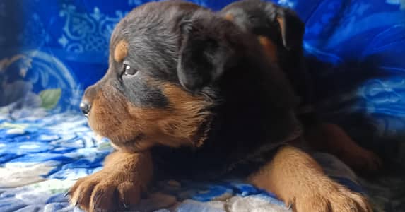 rottweiler puppies available for sale