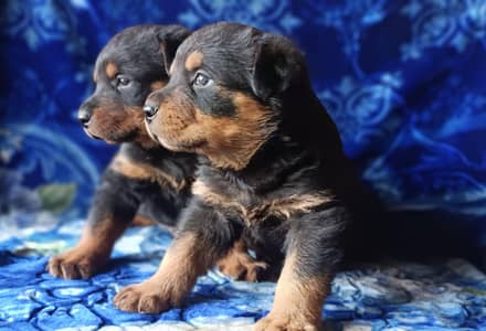 rottweiler puppies available for sale