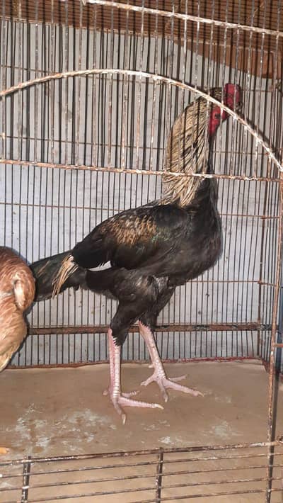 Aseel Pair & Jawa Patha