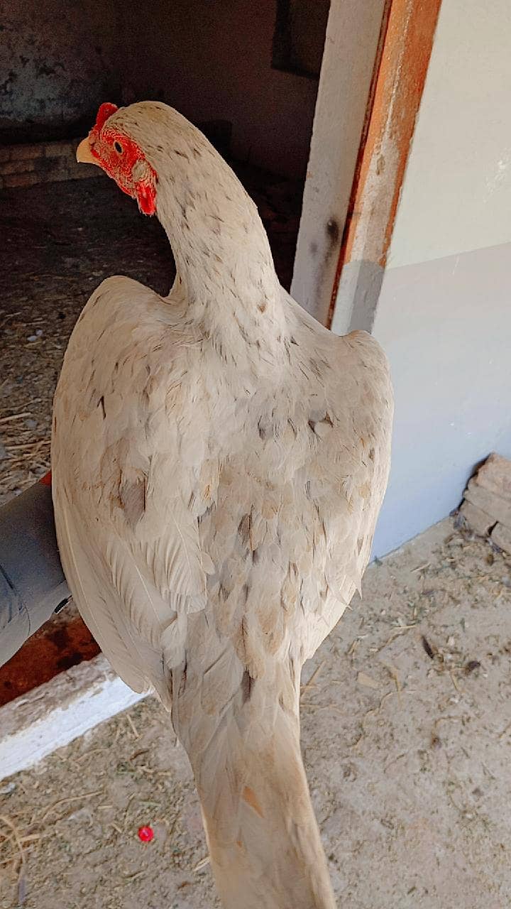  پیلا اصیل مرغہ  برائے فروخت  1