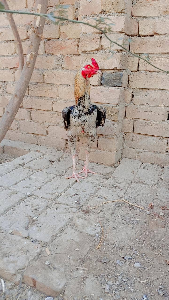  پیلا اصیل مرغہ  برائے فروخت  2