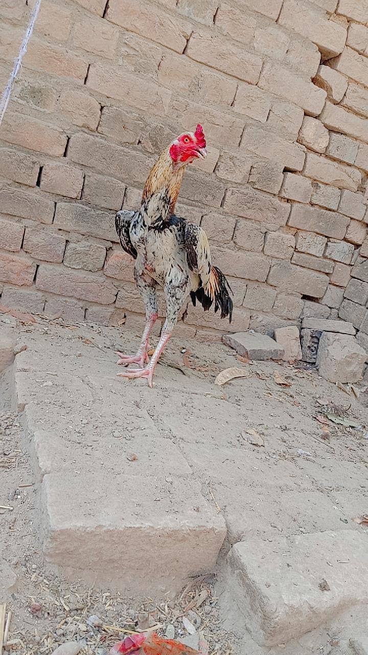  پیلا اصیل مرغہ  برائے فروخت  3