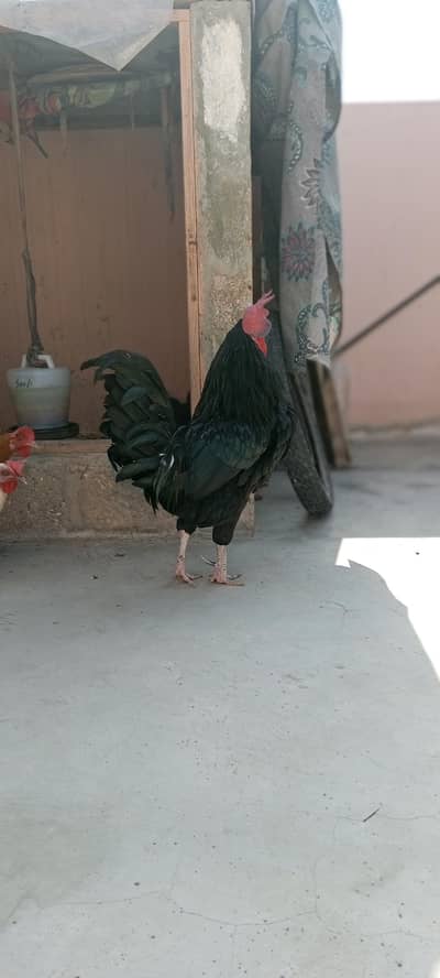 Australorp breeder