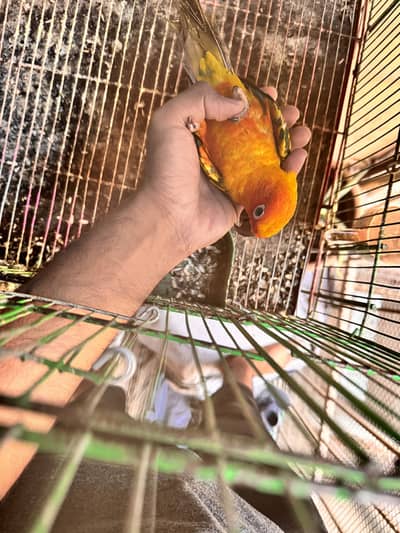 Sun Cunure semi hand tame