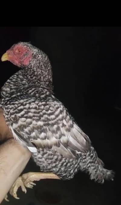 jumbo aseel madian anday walii or kurak