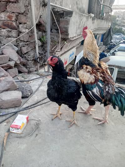 One male hai two females hai  dono female eggs deti hai