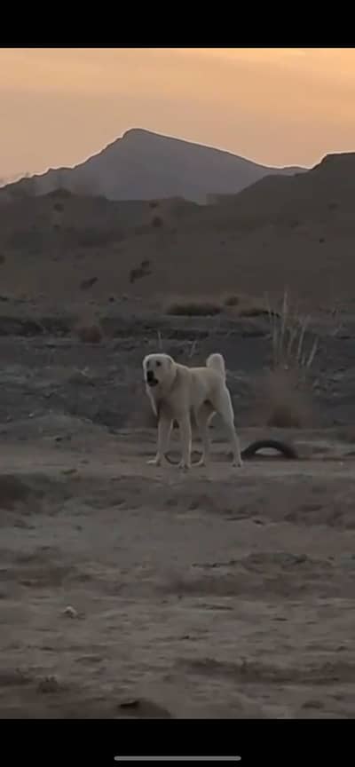 Afghan kuchi imported male Direct import form Afghanistan