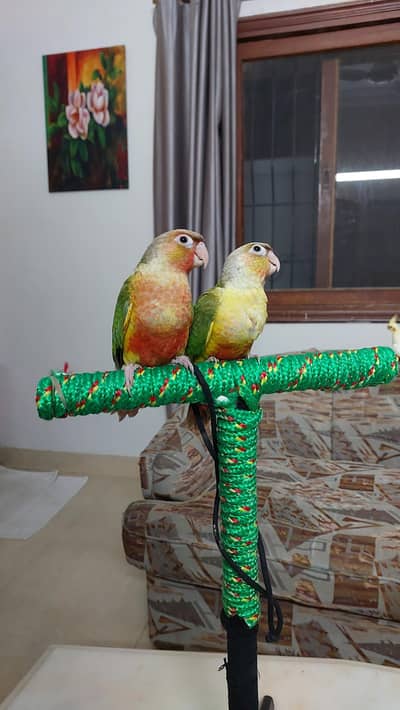 Hand tamed Fly tamed  Pineapple conures Cocktails and love birds