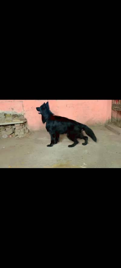 Black German shaferd male