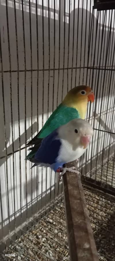 Breeder Pair For Sale