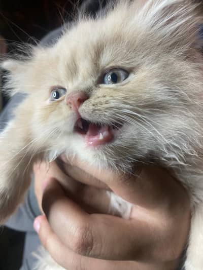 pure Persian cream color kitten for sale