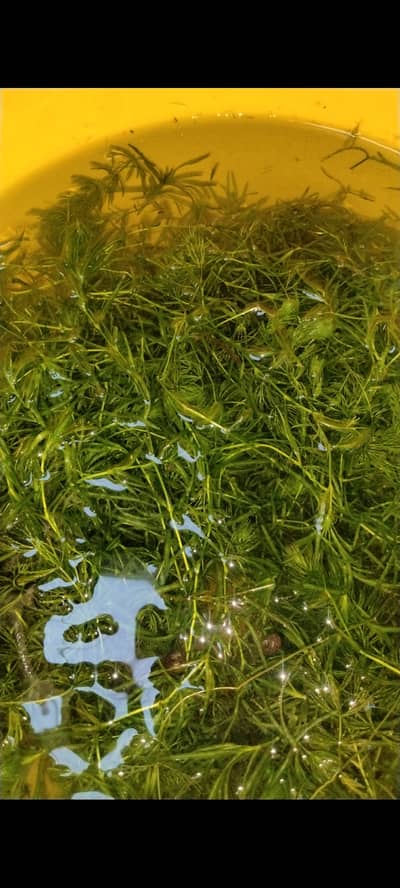 Aquarium Plants! Guppy grass, hornwort and water lettuce