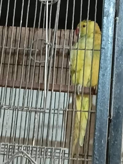 yellow ringneck parrot