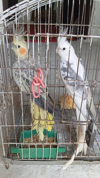 Coctail Breeder Pair