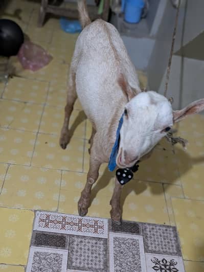 bakra for sale qurbani 2026 kheera ha abhi full healthy and active