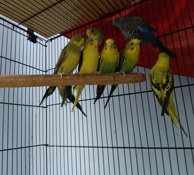 Black wings budgie top quality pairs avaliable