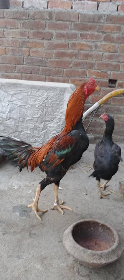 shamo crosse me hai  rabta num03271050009