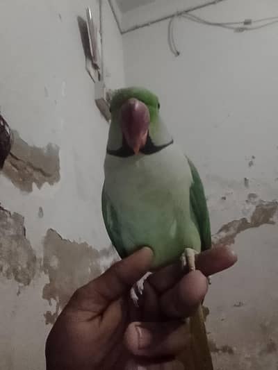 raw Perot VIP tokig fec to fec tokig 03162486533