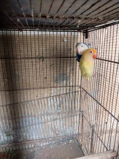 blue opline to creamino confirm breeder pair