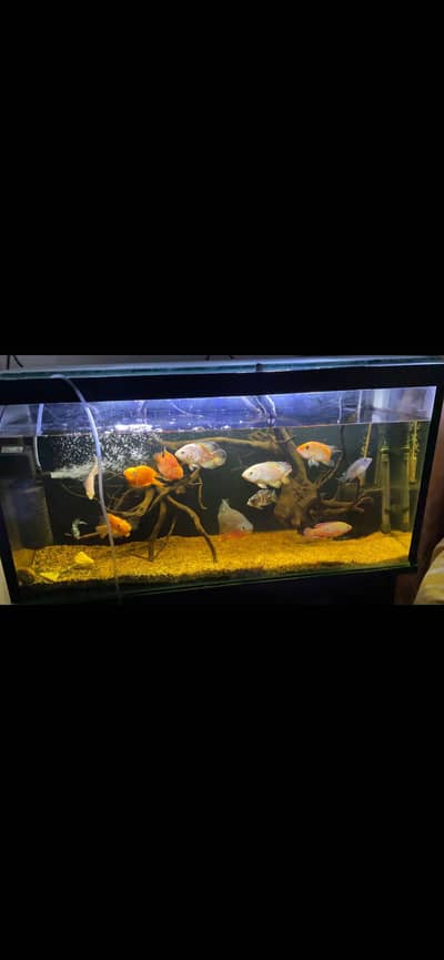 Fish setuo for sale with fishes