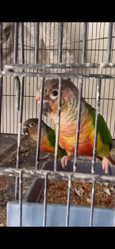 Green Chick Conure (Yellow Sided) Breeder Pair for Sell With DNA 