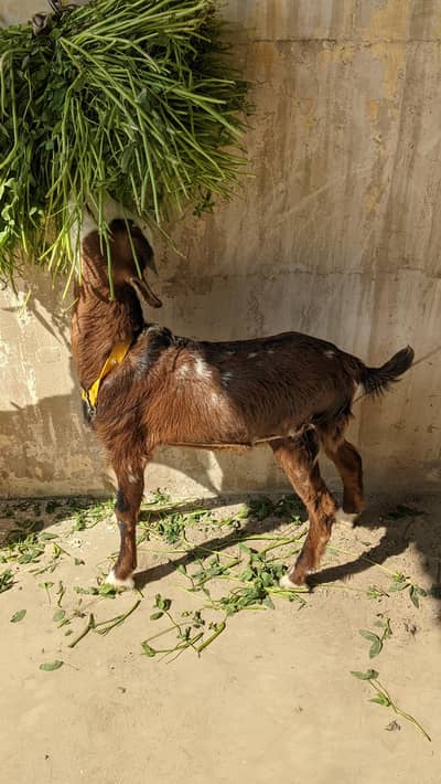 AJRAK TEDDY PINK NOSE