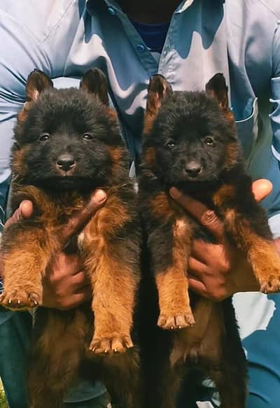 German Shepherd long coat male female for sale available