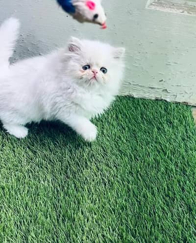 Pure Peki Bloodline Female Kitten| Heavy Coat| Beautiful Face