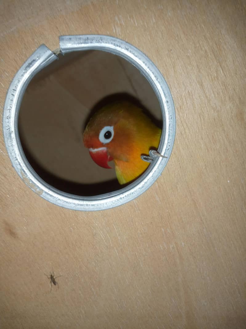 java or lovebirds available 0