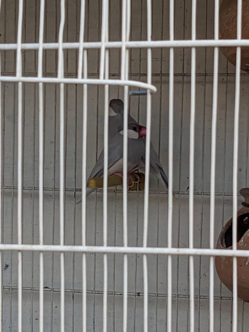 java or lovebirds available 2