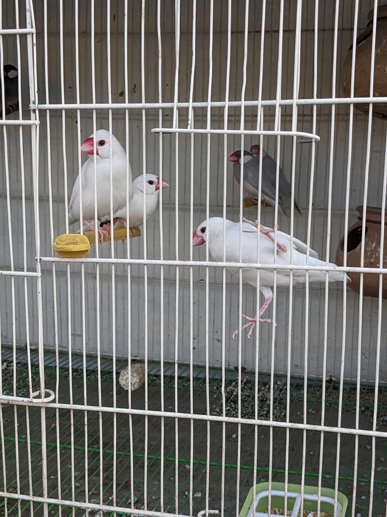 java or lovebirds available 3