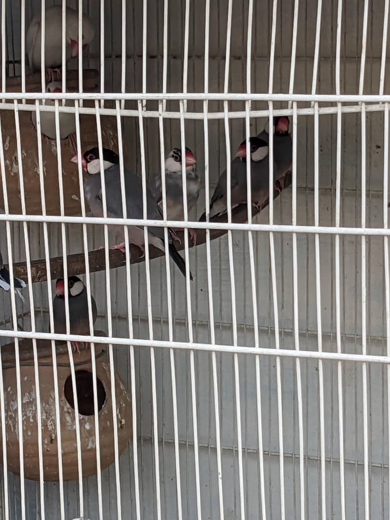 java or lovebirds available 4