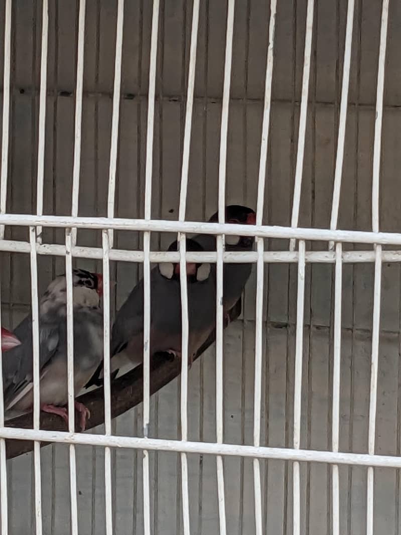 java or lovebirds available 5