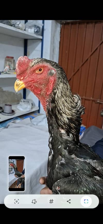 Shamo 1 male and 2 females