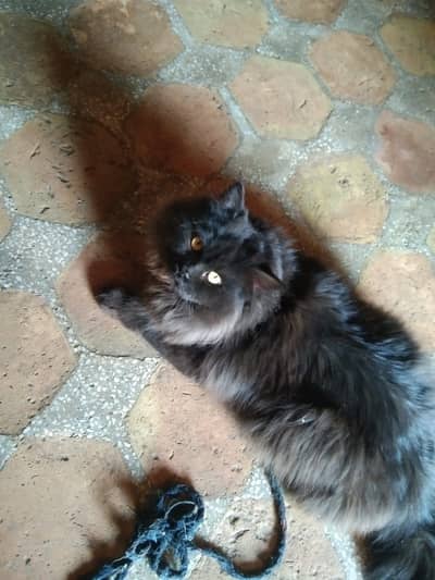 Fresh kitten vaccine cleared available for sell